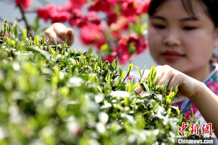 茶农忙采春茶。　吴练勋 　摄