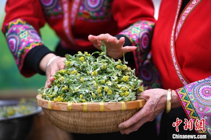 3月14日，在广西桂林市龙胜各族自治县马堤乡马堤村民合瑶寨，村民在清洗采摘回来的艾草。　潘志祥 摄