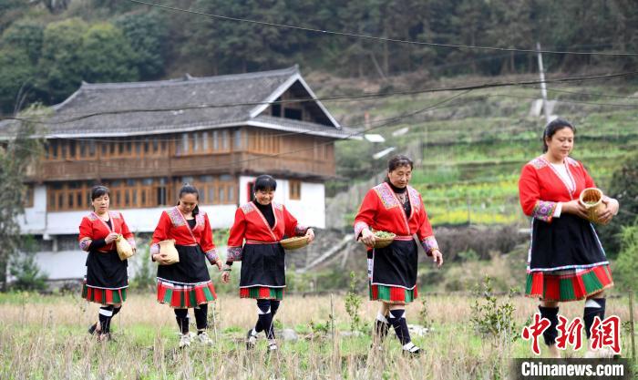 3月14日，在广西桂林市龙胜各族自治县马堤乡马堤村民合瑶寨，村民采摘艾草归来。　潘志祥 摄