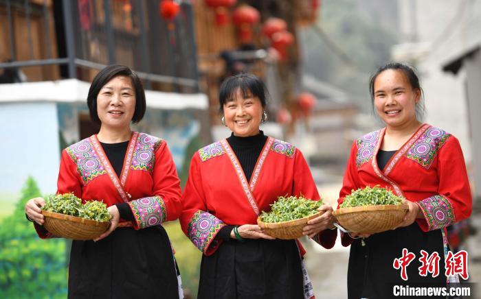 3月14日，在广西桂林市龙胜各族自治县马堤乡马堤村民合瑶寨，村民在展示采摘回来的艾草。　潘志祥 摄