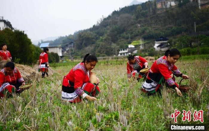 3月14日，在广西桂林市龙胜各族自治县马堤乡马堤村民合瑶寨，村民在田间采摘艾草。　潘志祥 摄