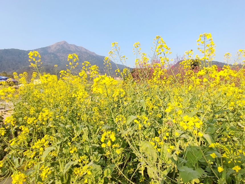 油菜花盛开。人民网记者 王勇摄