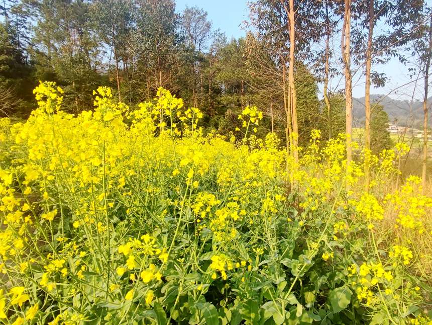 油菜花盛开。人民网记者 王勇摄