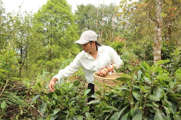 茶农在采茶