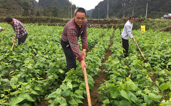 护理桑田。