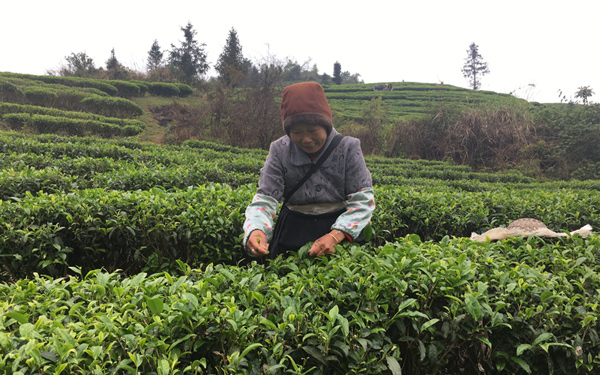 采摘春茶。