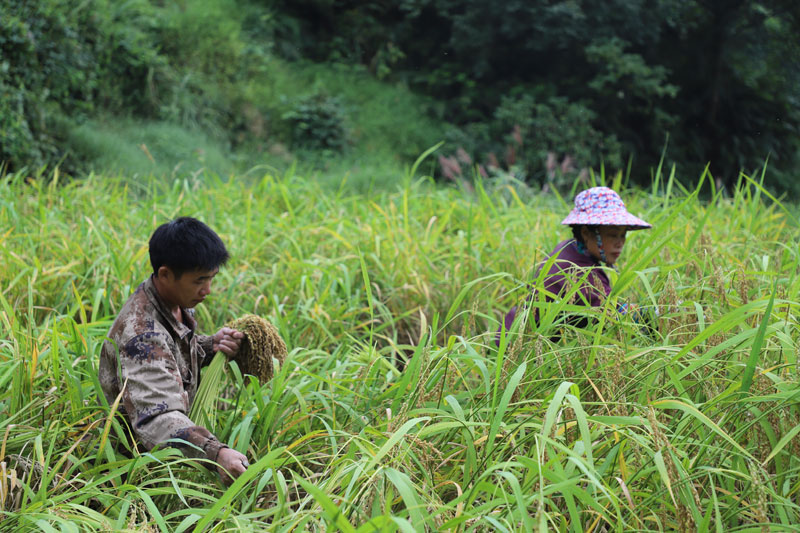 两名村民在剪禾