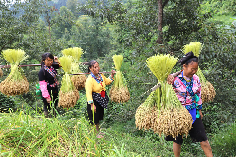 村民挑禾把回家