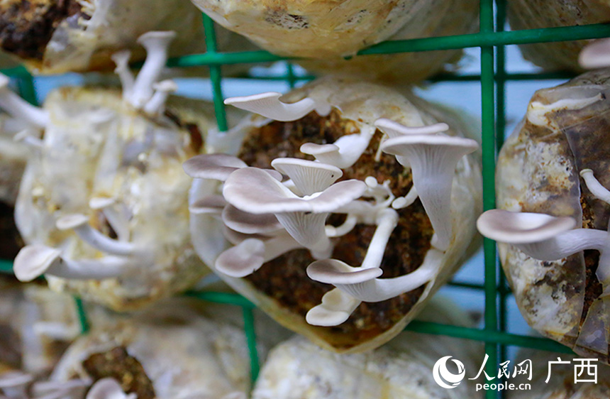 秀珍菇长势良好。