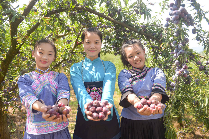 手捧珍珠李，庆丰收。