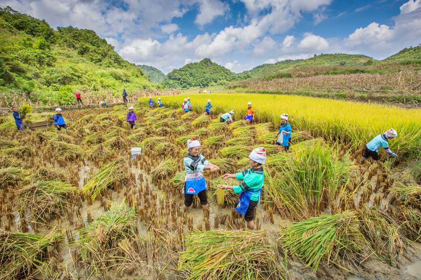 村民们在稻田间忙碌着。李世华摄