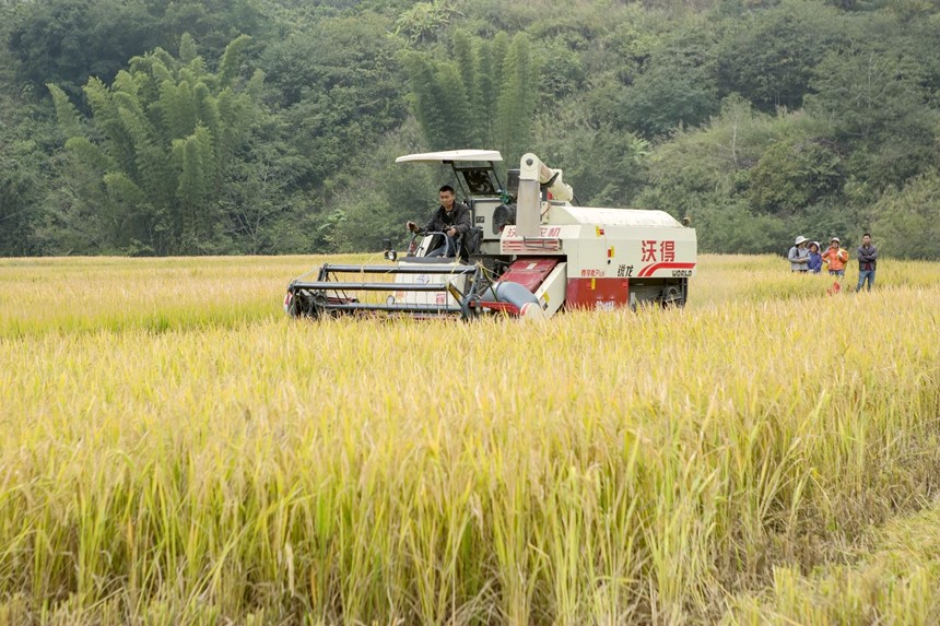 农民驾驶农机在田间忙碌收割水稻。李世华摄