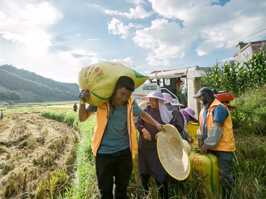 群众扛稻谷回家。李世华摄