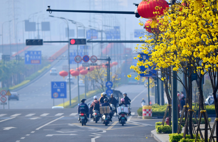 南宁市良庆区街头盛开的黄花铃。