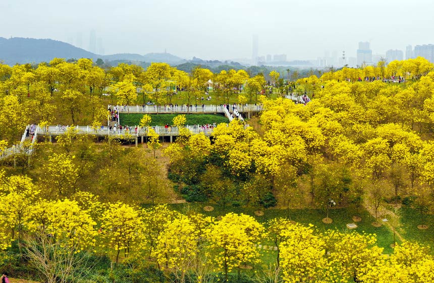 南宁青秀山的黄花风铃木园象一片金色的海洋。