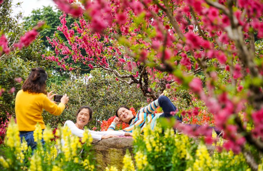 南宁青秀山公园的桃花盛开，市民踏青赏花，定格美好时光。