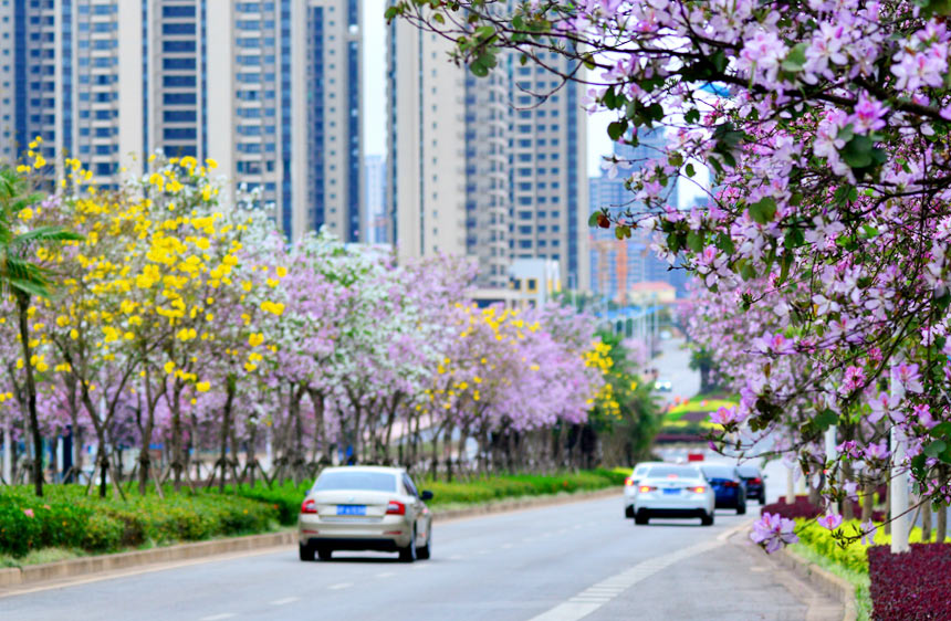 南宁市的街头春花浪漫。
