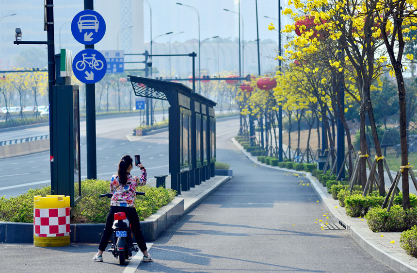 黄花铃盛开，吸引市民拍照留念。