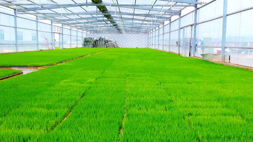 工厂化育秧一角。卢星骏摄