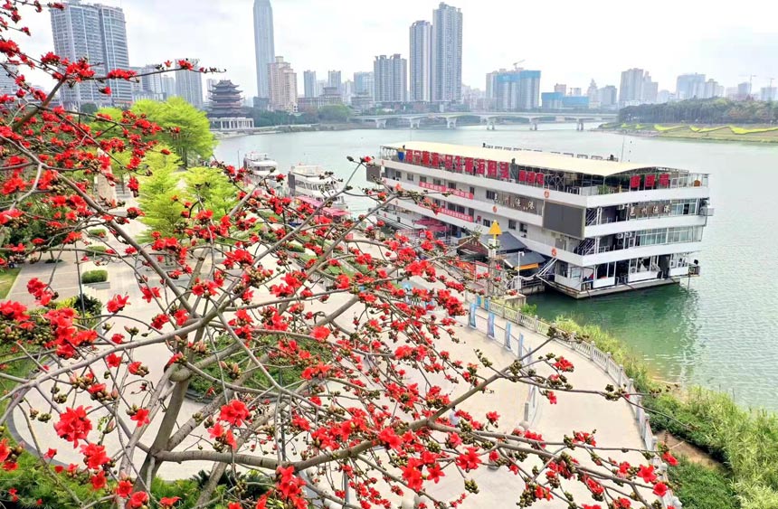南宁市邕江边盛开的木棉花。