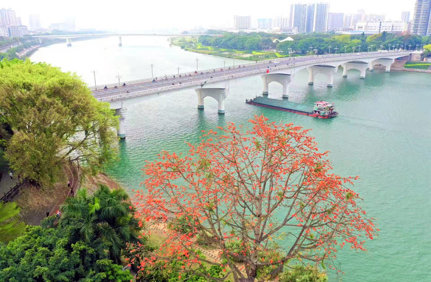 南宁市邕江边盛开的木棉花。
