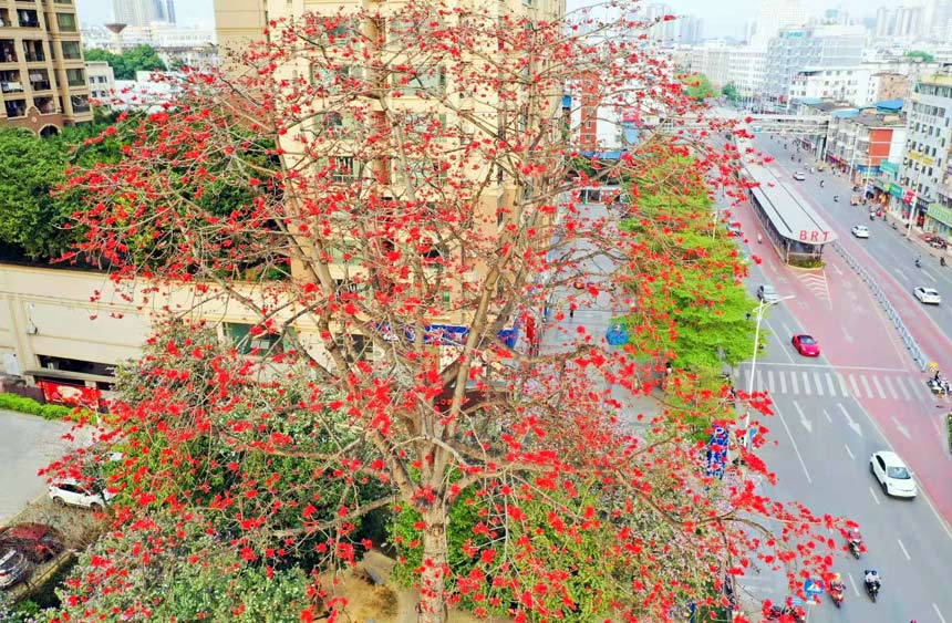 在南宁街头盛放的木棉花。