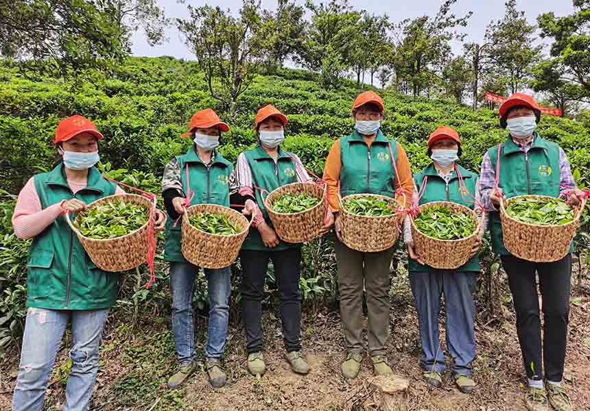 采茶工人采摘了一筐筐新鲜的茶叶。