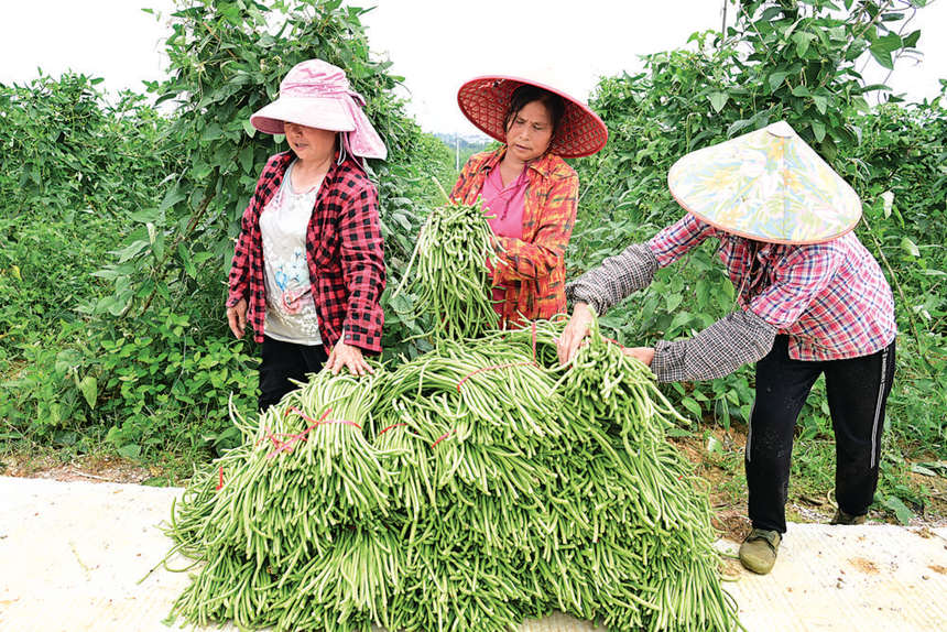 菜农采摘的新鲜豆角。