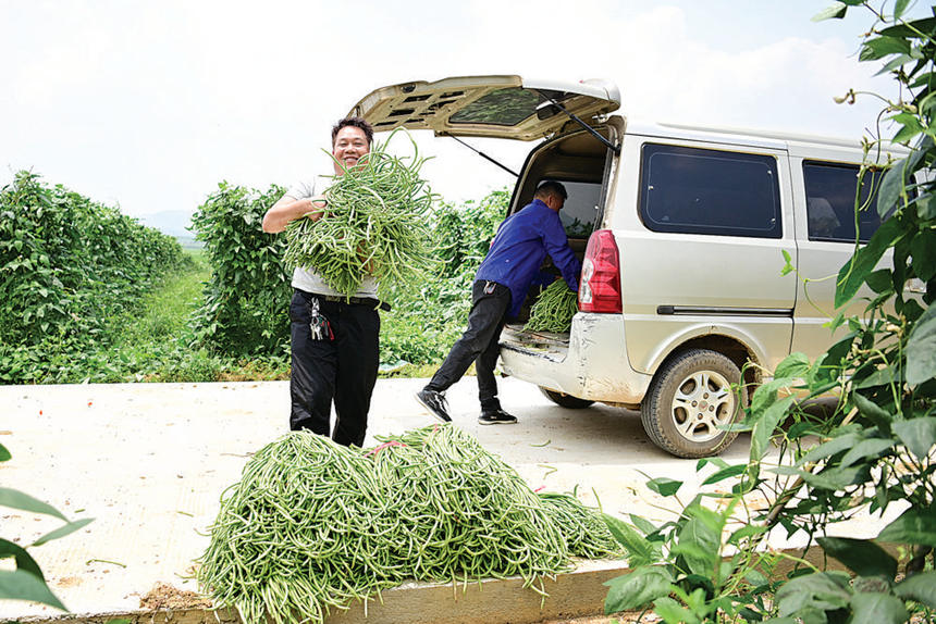 把采摘好的豆角打包装车。