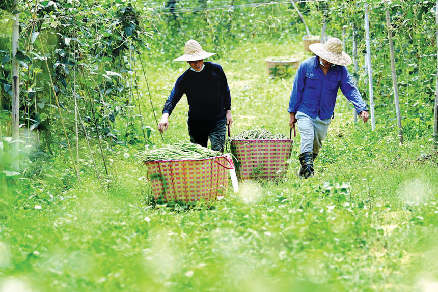搬运刚刚采摘的新鲜豆角。