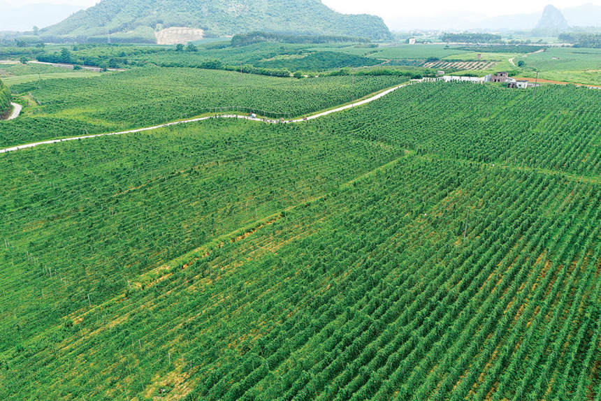 豆角种植基地。