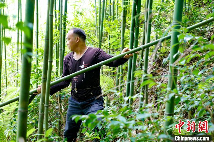 村民采竹子。　涂朝统 摄