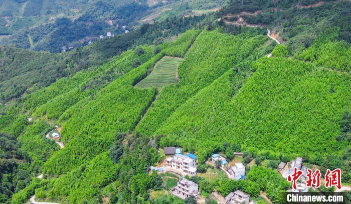 俯瞰千亩竹林。　周昌富 摄