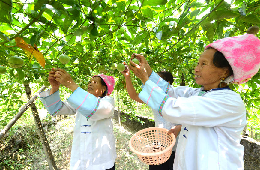 村民在采摘百香果。潘志祥摄