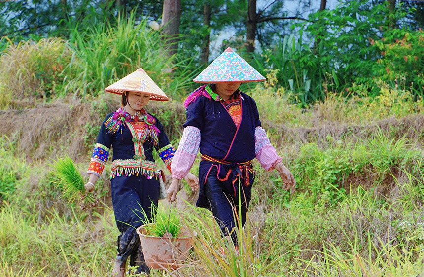 瑶寨村民插秧去。