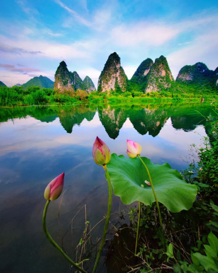 手机类三等奖作品《小荷才露尖尖角》。邓明摄