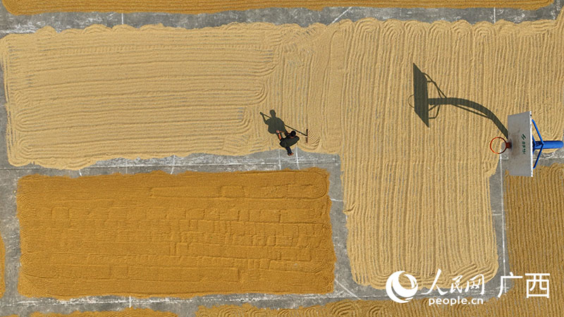 人们正在晾晒刚收割的谷子。人民网付华周摄