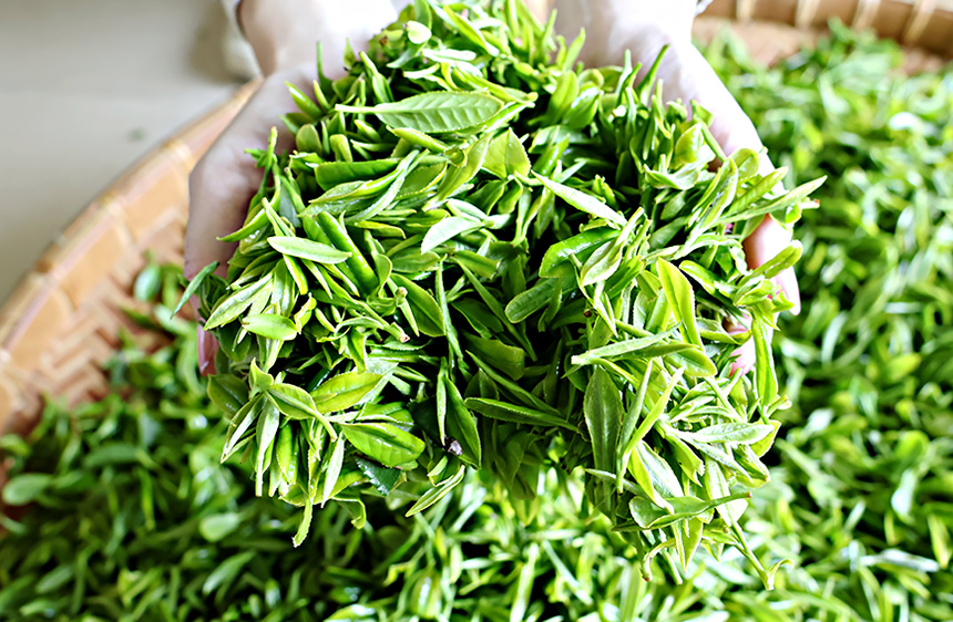 刚采摘的春茶。