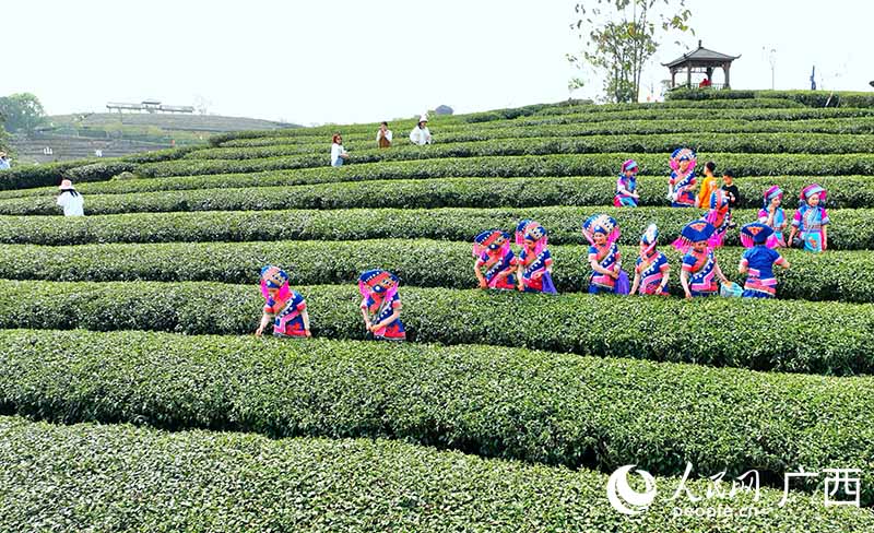 人们在大明山茶园体验采茶。付华周摄