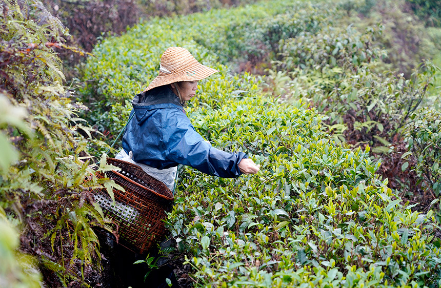 采茶。