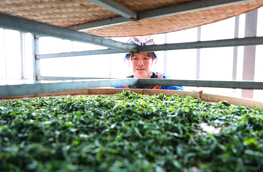 大境斋茶制作技艺非遗传承人卢顺正在把炒好的茶叶摆放好 。阳海翔摄