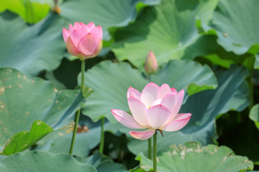 粉色花瓣在阳光的照耀下晶莹剔透。