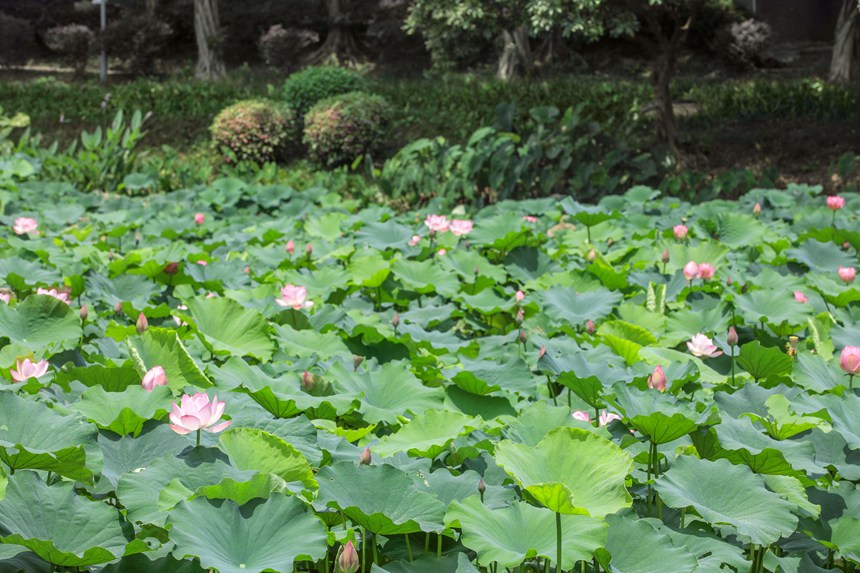 荷花与荷叶交相辉映。