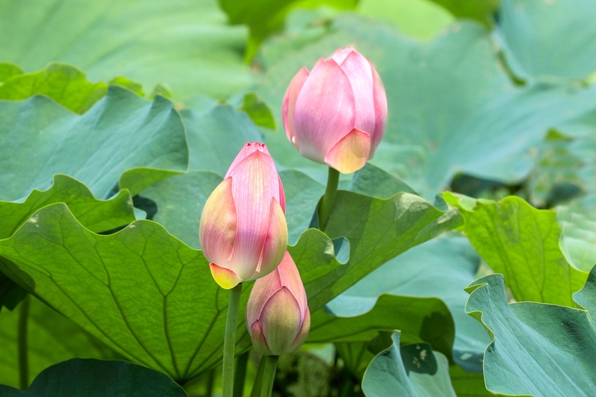 荷花含苞待放。