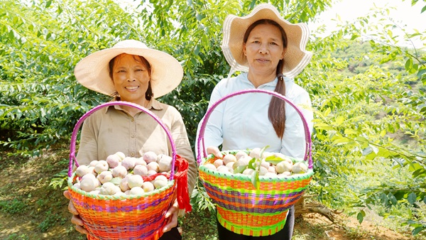 三华李喜丰收,村民乐开怀。邹庆林摄