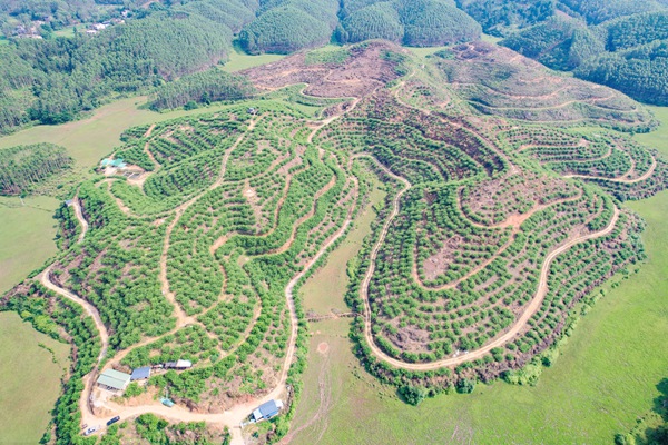 港北区中里乡铁岭村三华李种植基地。邹庆林摄
