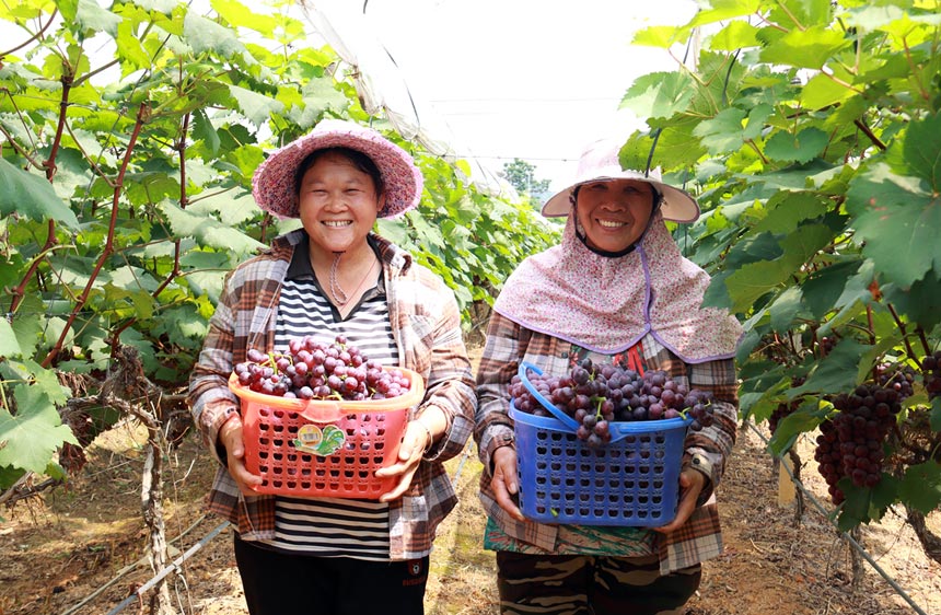 果农采摘新鲜的夏黑葡萄,脸上洋溢着丰收的喜悦。