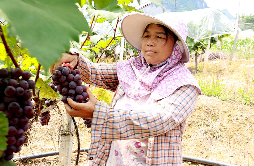果农正在采摘夏黑葡萄。