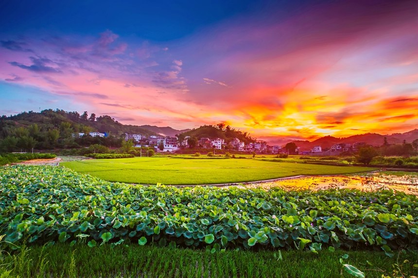 荷塘风光旖旎。