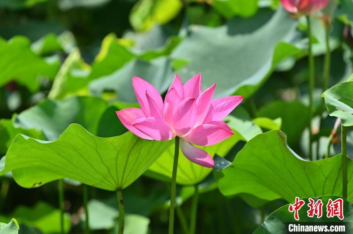 图为荷花美景。　俞靖 摄